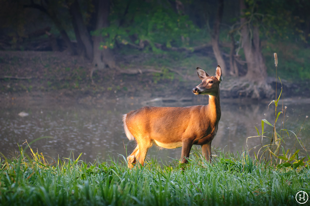 Sidecut Metropark